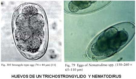 Importancia del diagnostico de las enfermedades parasitarias en la ganadería vacuna. - Image 1