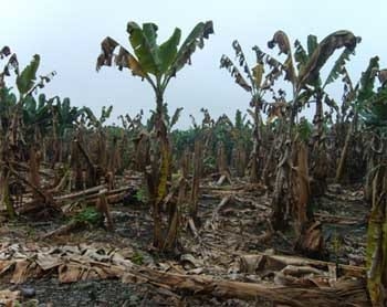 Avance de las enfermedades del: bsv, erwinia, mocus y cucumus virus en el cultivo de banano ecuatoriano - Image 7