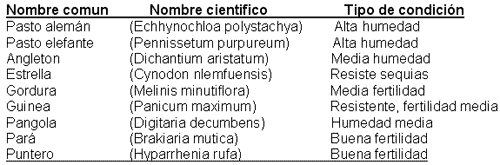 Alternativas para sostener su ganado en épocas críticas - Image 3