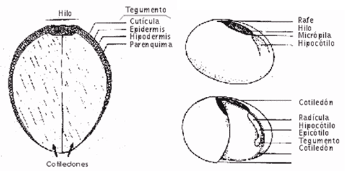 Reconocimiento de calidad en Soja - Image 1