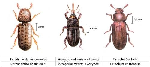 Reconocimiento de calidad en Soja - Image 2