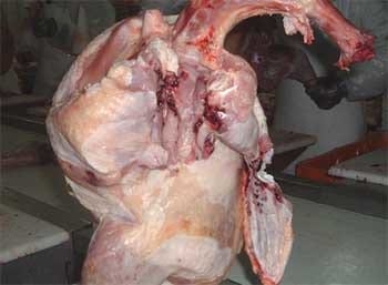 Aturdiendo los pollos con CO2 - Image 1