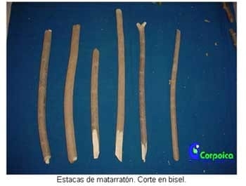 Alternativas de alimentación para bovinos con recursos forrajeros no tradicionales - Image 1