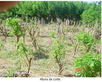 Alternativas de alimentación para bovinos con recursos forrajeros no tradicionales - Image 2