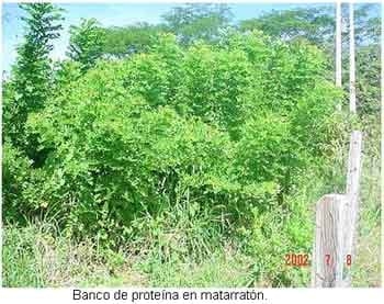 Alternativas de alimentación para bovinos con recursos forrajeros no tradicionales - Image 3