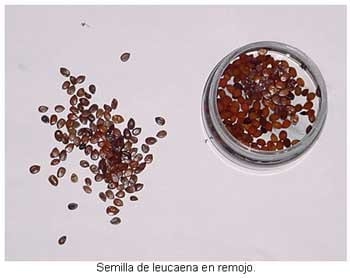 Alternativas de alimentación para bovinos con recursos forrajeros no tradicionales - Image 4