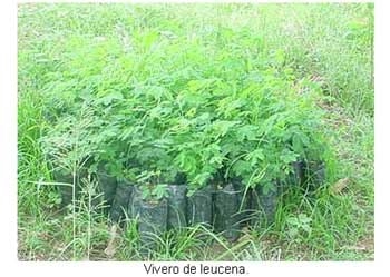 Alternativas de alimentación para bovinos con recursos forrajeros no tradicionales - Image 5