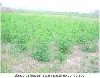 Alternativas de alimentación para bovinos con recursos forrajeros no tradicionales - Image 6