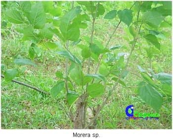 Alternativas de alimentación para bovinos con recursos forrajeros no tradicionales - Image 23