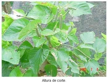 Alternativas de alimentación para bovinos con recursos forrajeros no tradicionales - Image 24