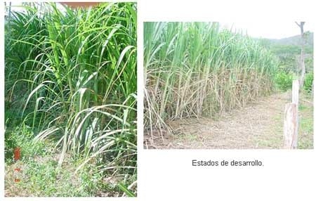 Alternativas de alimentación para bovinos con recursos forrajeros no tradicionales - Image 37