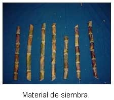 Alternativas de alimentación para bovinos con recursos forrajeros no tradicionales - Image 36