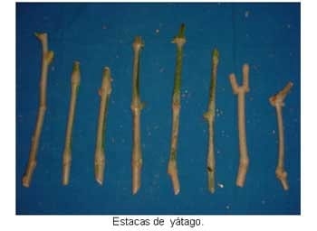 Alternativas de alimentación para bovinos con recursos forrajeros no tradicionales - Image 7