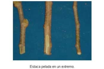 Alternativas de alimentación para bovinos con recursos forrajeros no tradicionales - Image 19