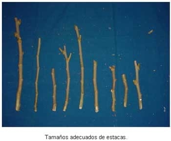 Alternativas de alimentación para bovinos con recursos forrajeros no tradicionales - Image 20