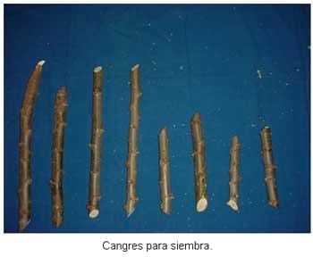 Alternativas de alimentación para bovinos con recursos forrajeros no tradicionales - Image 29