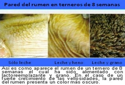 ¿Cómo conseguir el primer parto de la novilla en el 23º mes de vida? Mayor rendimiento lechero con el Método Super Heifer - Image 4
