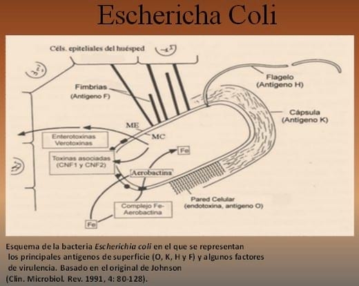 Escherichia Coli Patógeno Aviar - Image 5