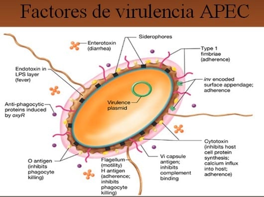 Escherichia Coli Patógeno Aviar - Image 6
