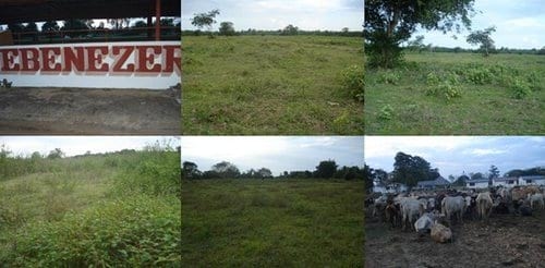 La ganadería racional toma fuerza en América Latina - Image 7