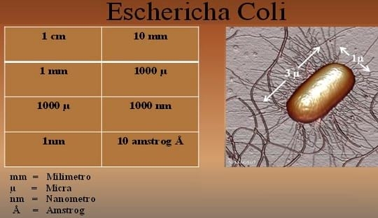 Escherichia Coli Patógeno Aviar - Image 4