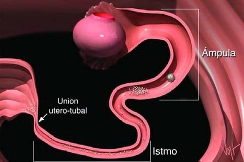 Curso Teórico Práctico de Inseminación Artificial en Bovinos - Image 7