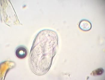 Curso Teórico Práctico de Inseminación Artificial en Bovinos - Image 19