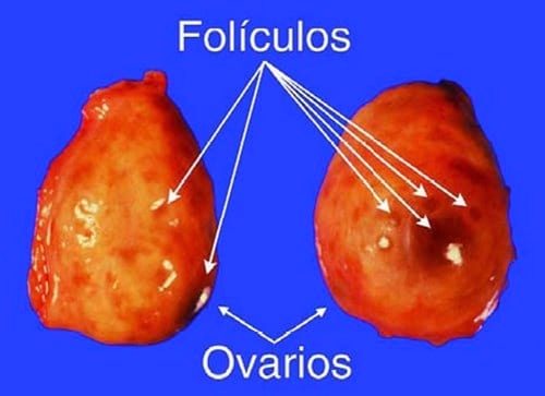 Curso Teórico Práctico de Inseminación Artificial en Bovinos - Image 10