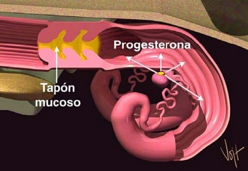 Curso Teórico Práctico de Inseminación Artificial en Bovinos - Image 15
