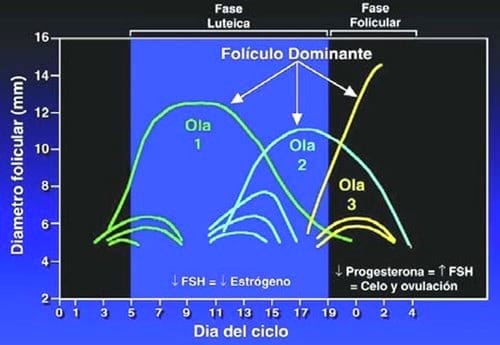 Curso Teórico Práctico de Inseminación Artificial en Bovinos - Image 20