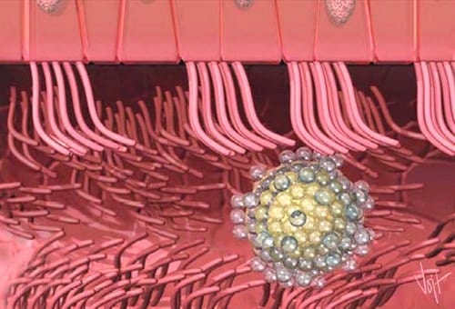 Curso Teórico Práctico de Inseminación Artificial en Bovinos - Image 9