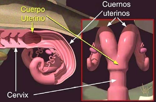 Curso Teórico Práctico de Inseminación Artificial en Bovinos - Image 5