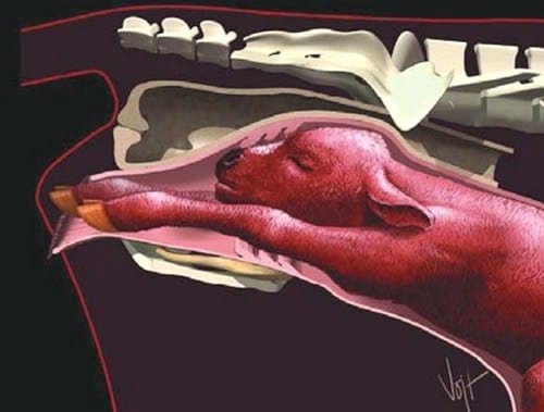 Curso Teórico Práctico de Inseminación Artificial en Bovinos - Image 22