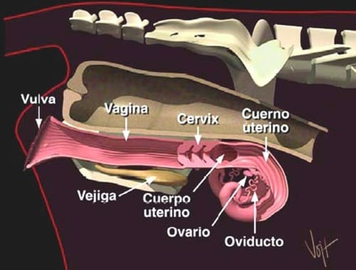 Curso Teórico Práctico de Inseminación Artificial en Bovinos - Image 3