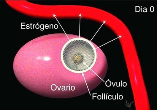 Curso Teórico Práctico de Inseminación Artificial en Bovinos - Image 13