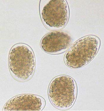 Enfermedades parasitarias gastrointestinales y pulmonares de bovinos, ovinos y caprinos - Image 4