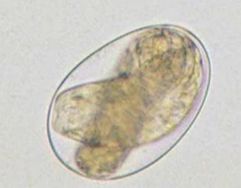 Enfermedades parasitarias gastrointestinales y pulmonares de bovinos, ovinos y caprinos - Image 6