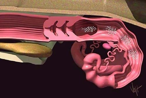 Curso Teórico Práctico de Inseminación Artificial en Bovinos - Image 6
