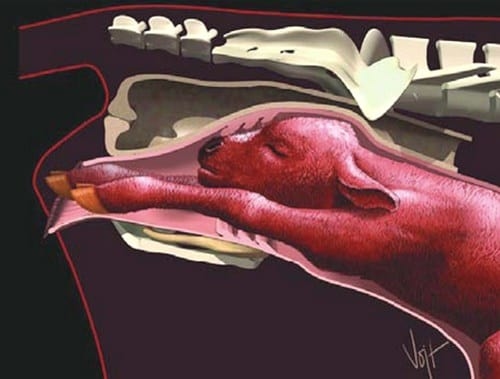 Curso Teórico Práctico de Inseminación Artificial en Bovinos - Image 8