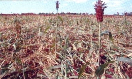 Manejo de las principales enfermedades del sorgo en el estado Portuguesa - Image 2