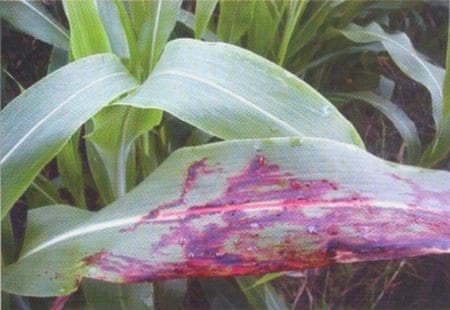 Manejo de las principales enfermedades del sorgo en el estado Portuguesa - Image 1