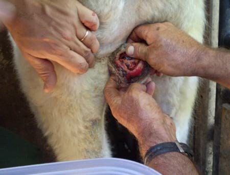 Evaluación de formulaciones de doramectina inyectable en el control de miasis natural por cochliomya hominivorax en bovinos sometidos a castración. - Image 13