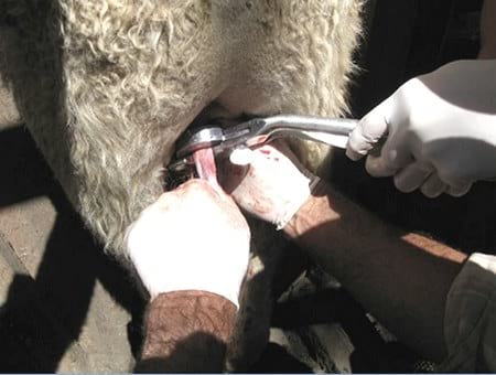 Evaluación de formulaciones de doramectina inyectable en el control de miasis natural por cochliomya hominivorax en bovinos sometidos a castración. - Image 14