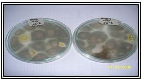 Efecto de las propiedades inhibitorias de mohos a escala de laboratorio de tres productos comerciales compuestos por sales derivados del acido propionico llamados fungitek dry, action y grain sobre los mohos presentes en el maíz (zea mays) - Image 5