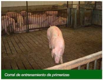 Gestación en corrales con estaciones de comederos electrónicos - Image 2
