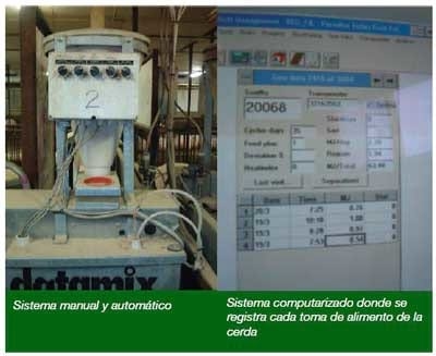Gestación en corrales con estaciones de comederos electrónicos - Image 4