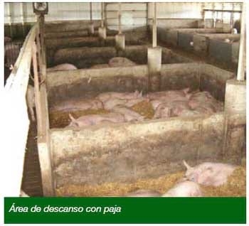 Gestación en corrales con estaciones de comederos electrónicos - Image 5
