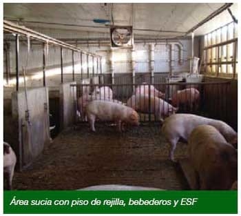 Gestación en corrales con estaciones de comederos electrónicos - Image 6