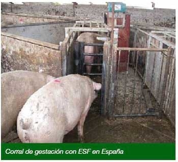 Gestación en corrales con estaciones de comederos electrónicos - Image 7