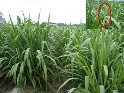 Pastos de Corte para el trópico - Image 8